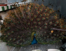 低碳環(huán)保友情漆 孔雀開屏來點(diǎn)贊 低碳環(huán)保友情漆 孔雀開屏來點(diǎn)贊